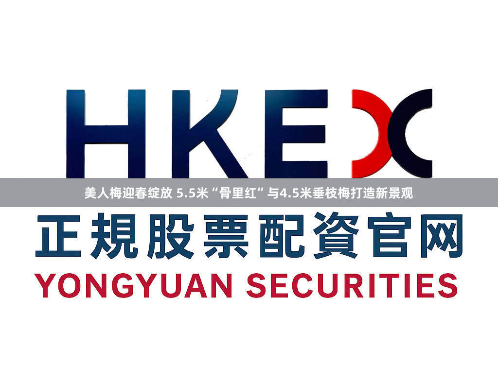 美人梅迎春绽放 5.5米“骨里红”与4.5米垂枝梅打造新景观